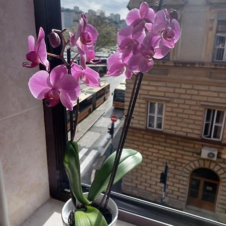Apartman Vesna Lejlighed Rijeka Eksteriør billede